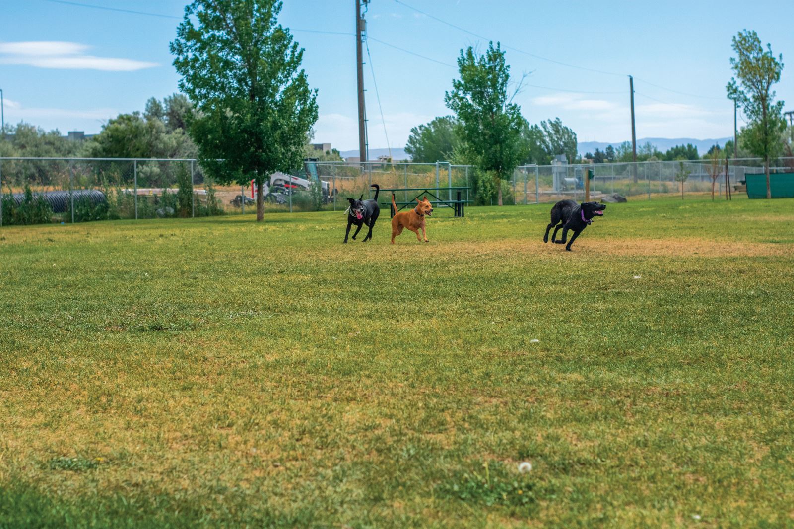 A New Leash on Life | idahofallsmagazine.com