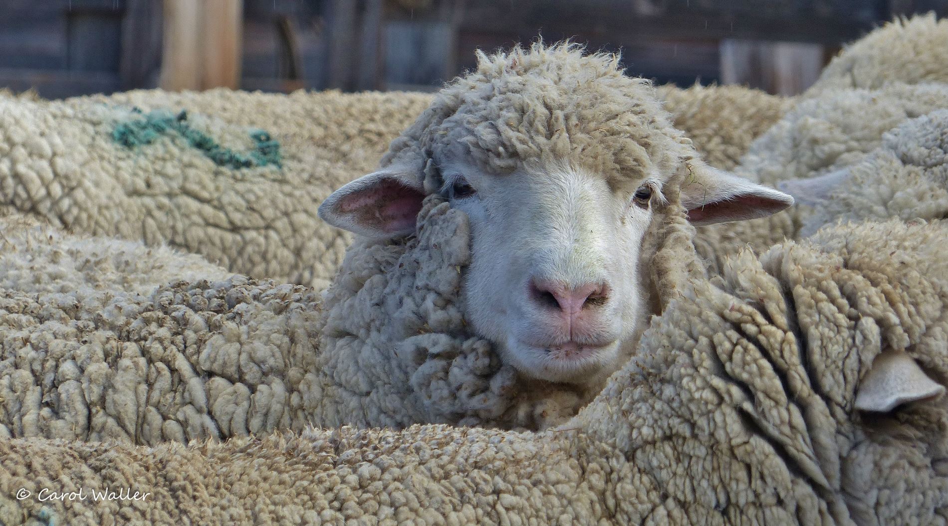 Trailing of the Sheep Festival Celebrates 25 Years